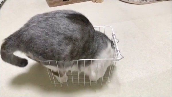カゴに入りたいニャンコ