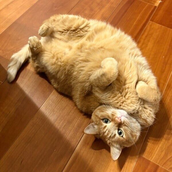 床にゴロンしてくつろぐすずくん