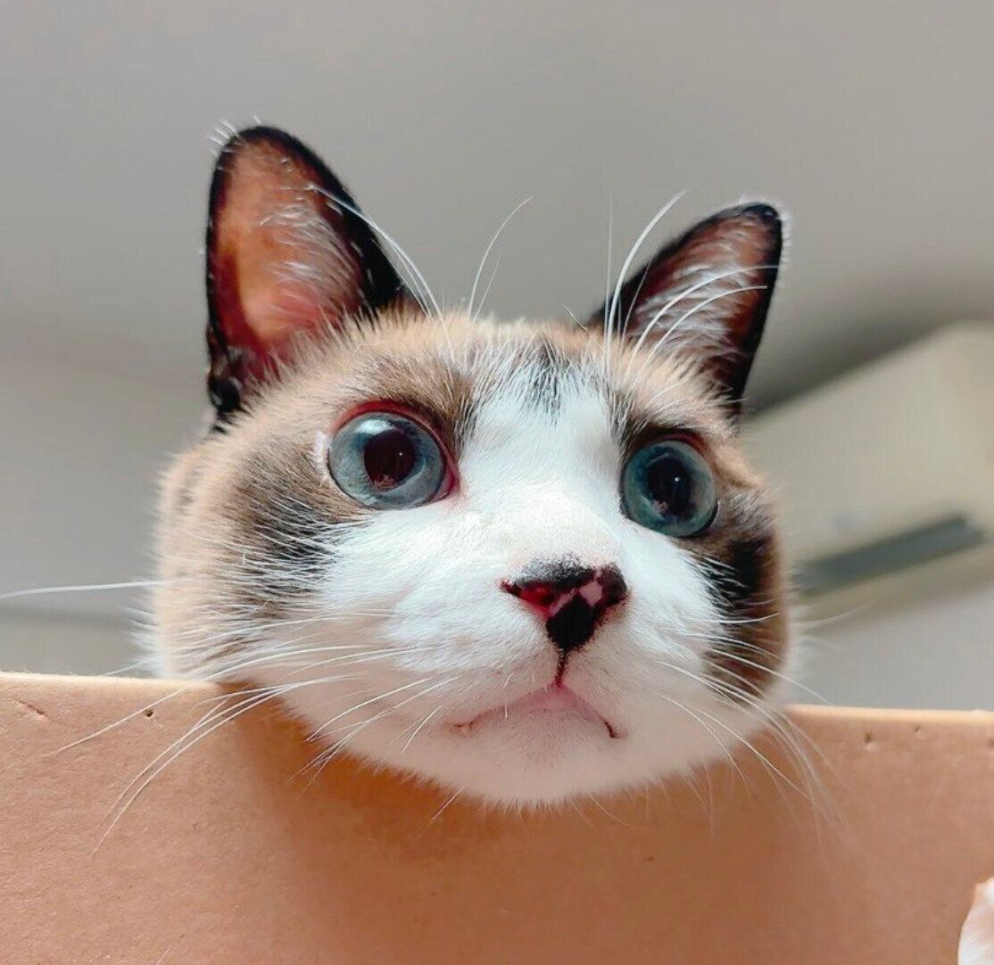 箱から顔を出すぽんちゃん