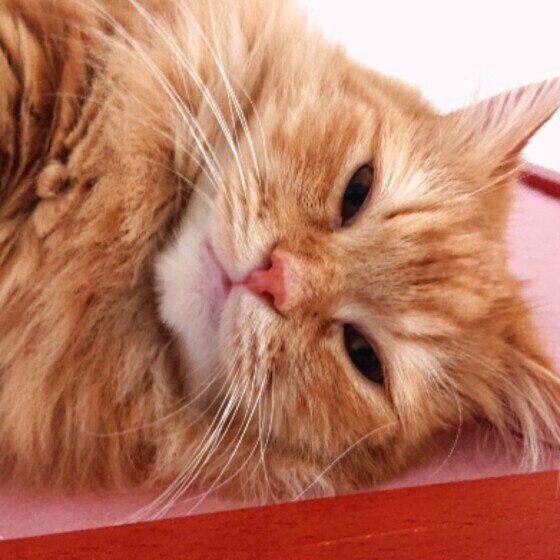 カイくん（ラガマフィン）