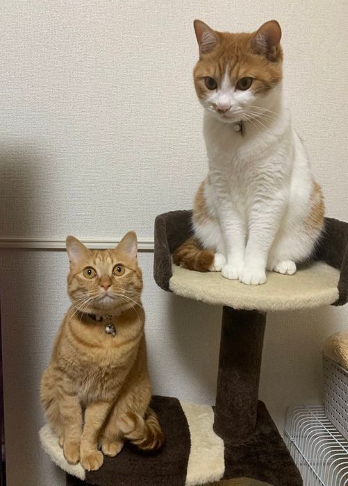 キャットタワーの台に座る2匹の猫