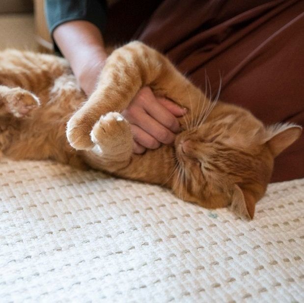 画像／2019年3月号「こんなとき噛まれたランキング」