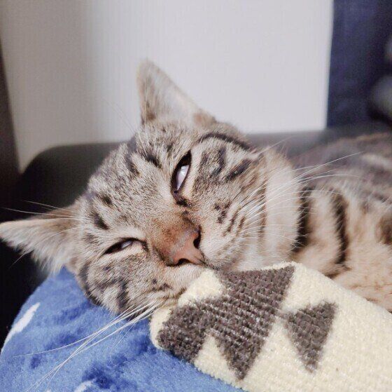 キジトラの琥珀くん