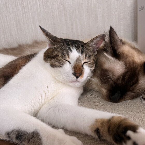 Mix（キジトラ）のむぎくんたち♪