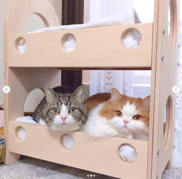 ベッドでくつろぐマンチカンとミヌエット