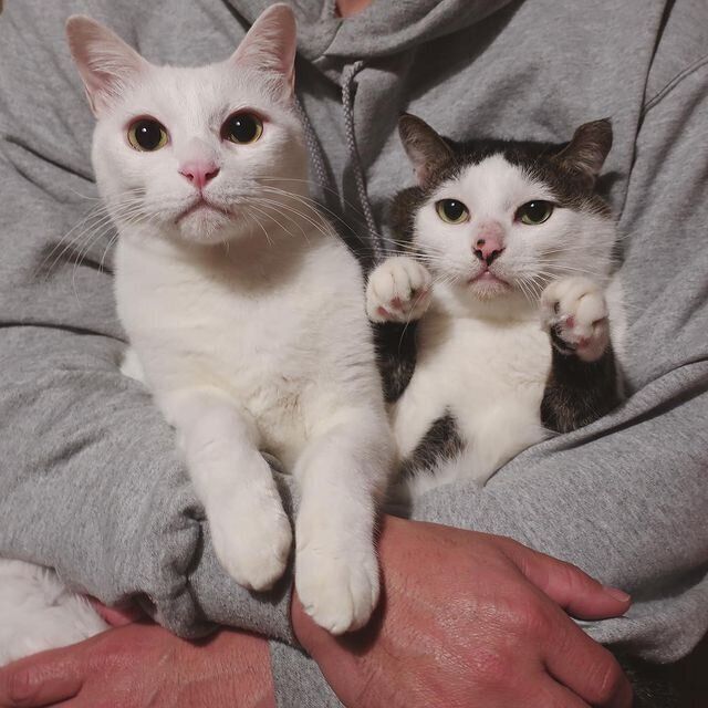 かわいいポーズをとる猫