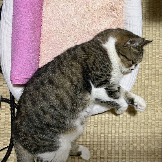 寝ているくりちゃん