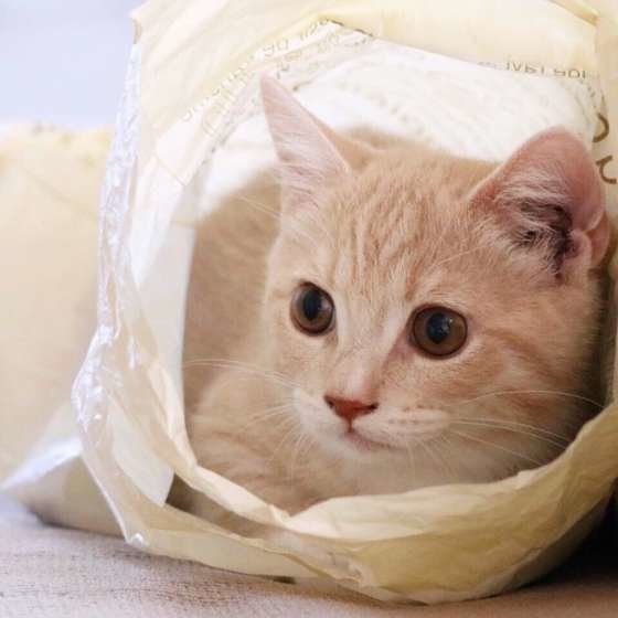 ビニール袋に入っているマンチカンのバロン 