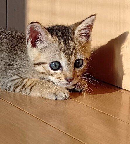 「キトンブルー」のころのぴっぴくん。