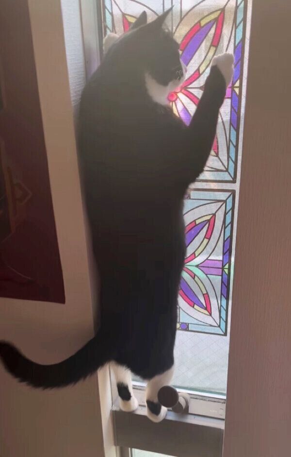 息子さんの姿が見えなくなるまでお見送りをするぽんずちゃん