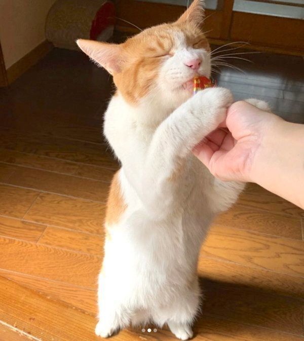 ちゅ〜るを食べる猫