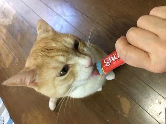 おやつを食べる茶トラ