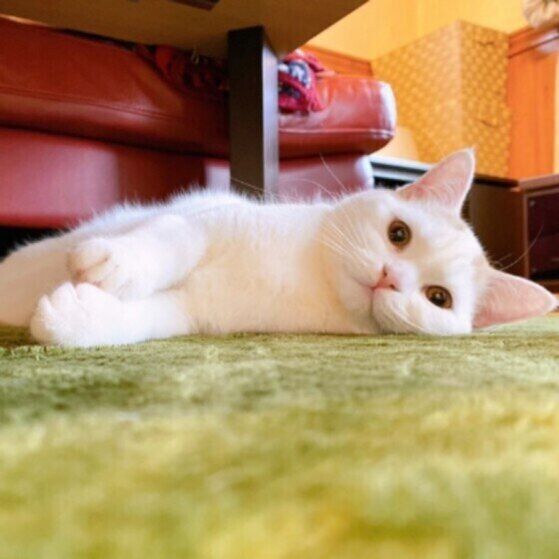 猫は自分の毛が暑くないの 暑さと被毛の関係について獣医師に聞いた ねこのきもちweb Magazine 猫は自分の毛が暑くないの 暑さと被毛の関係について獣医師に聞いた ねこのきもちweb Magazine