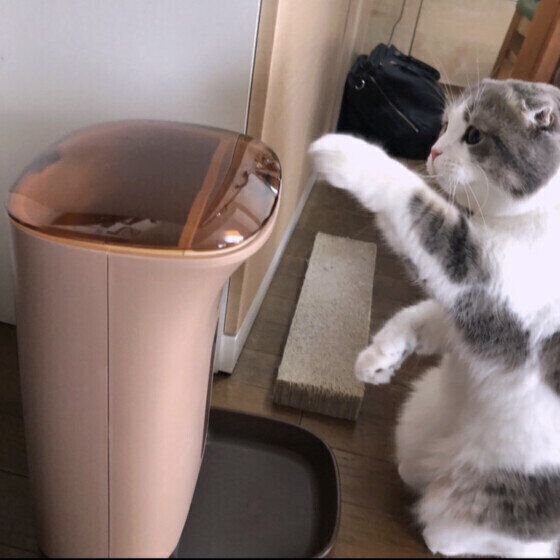 自動給餌器が気になるスコティッシュフォールド