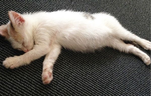 元気のない子猫