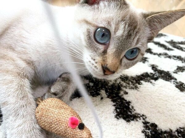 トライアル中のラメちゃん