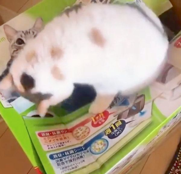 箱の上に座るねね子ちゃん
