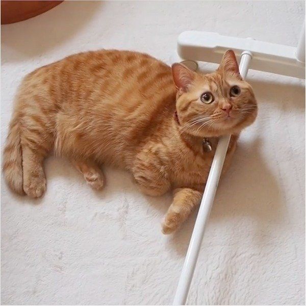 マンチカンのココちゃん