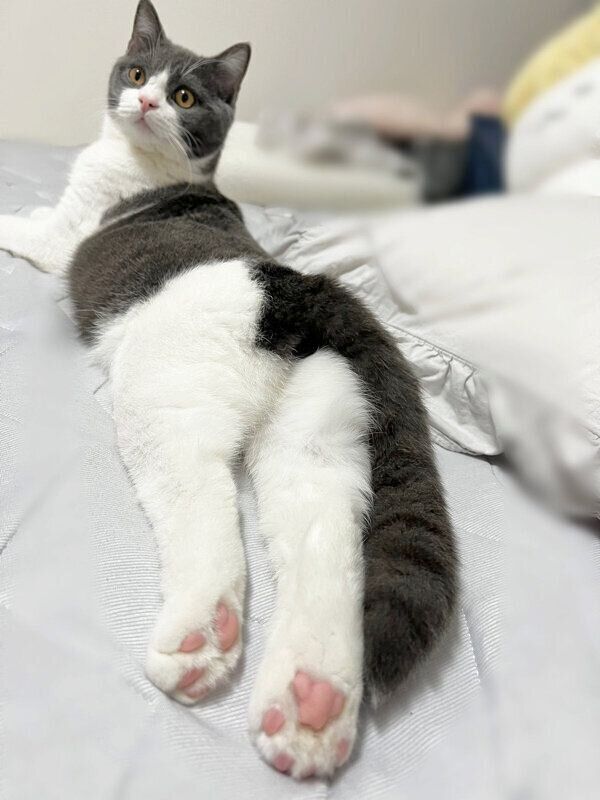 くつろぐおにぎりくん