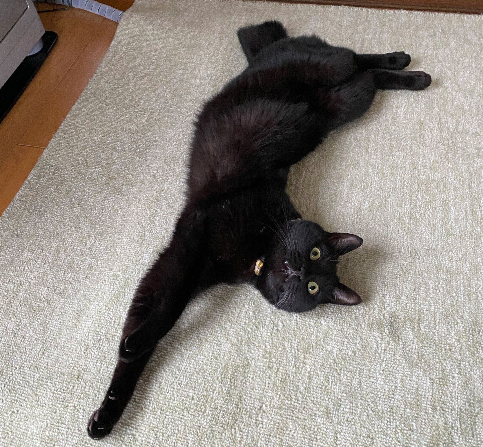 寝転がるうにくん。