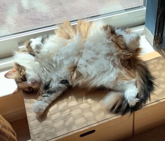 窓辺でくつろぐ猫