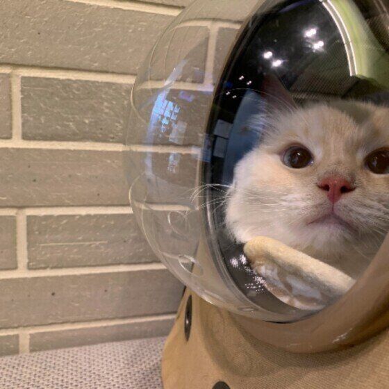 キャリーバッグに入るラグドール