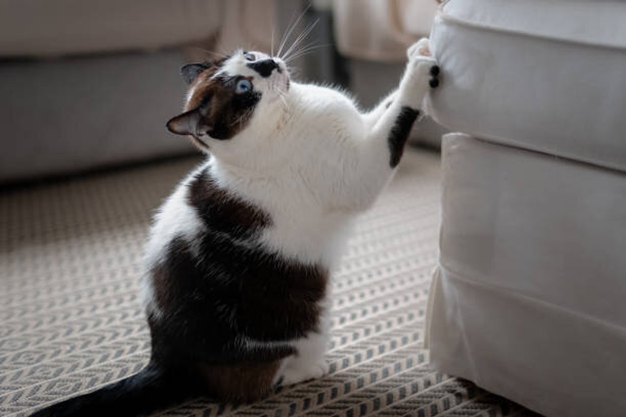 2匹目を迎えた方いい おひとり猫に関する不安や疑問にお答えします ねこのきもちweb Magazine 2匹目を迎えた方いい おひとり猫に関する不安や疑問にお答えします ねこのきもちweb Magazine