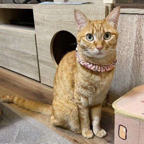 Mix（茶トラ）のもなかちゃん♪