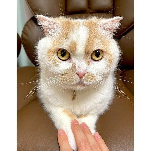 見つめるホイちゃん