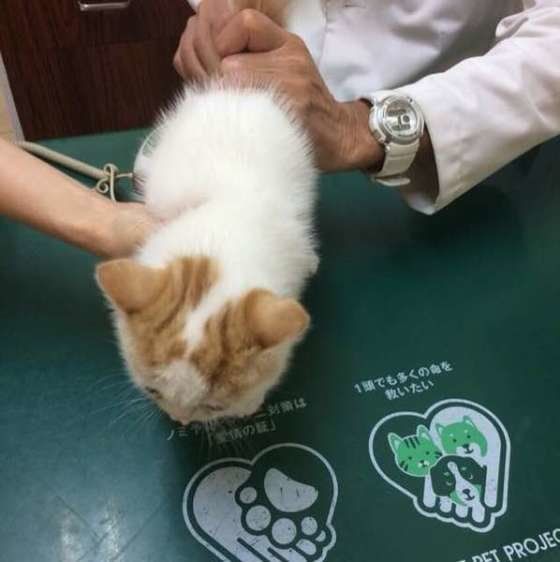 体温測定中のスコティッシュフォールドのマリオンくん