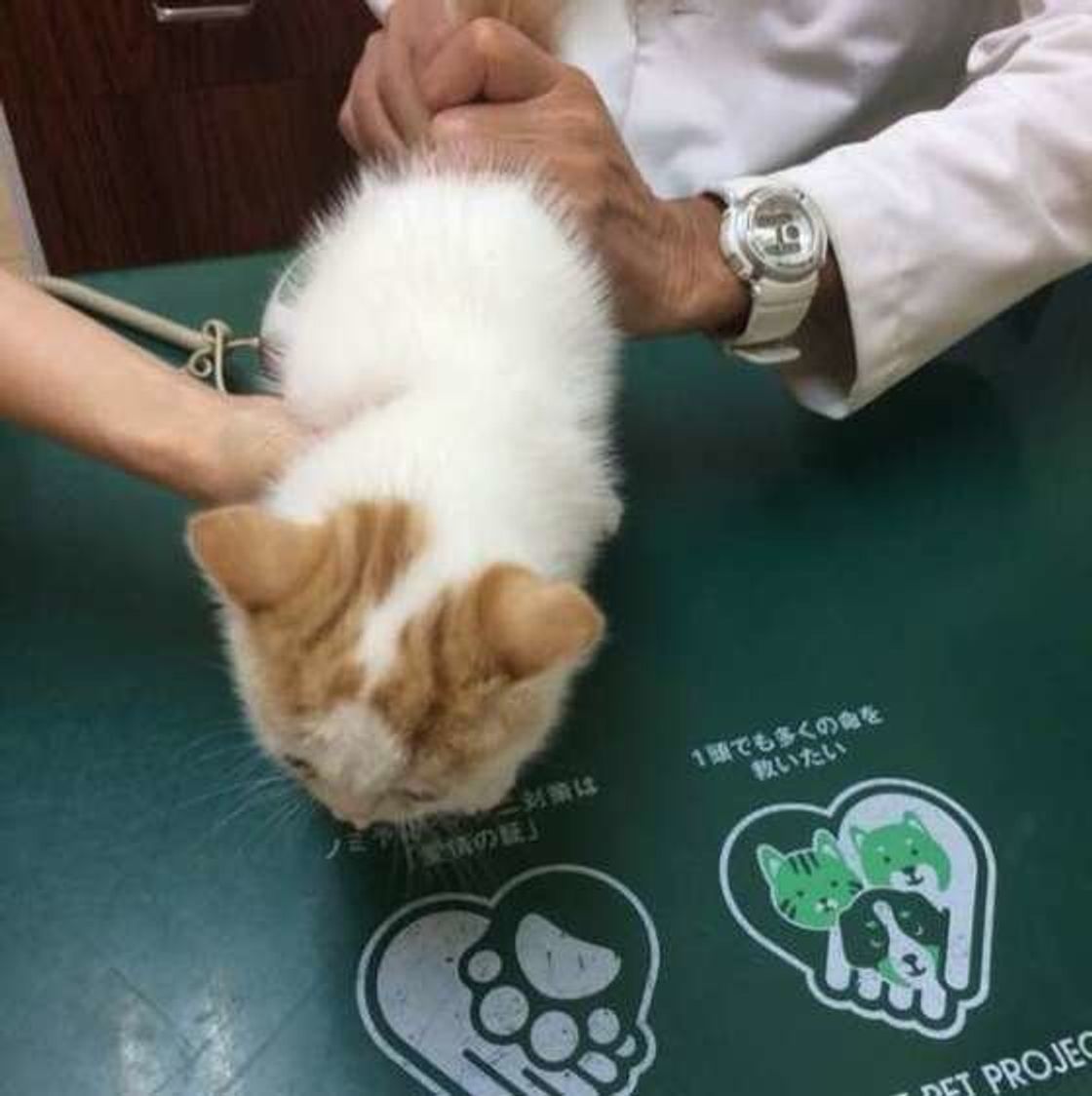 猫の平熱は何度 もしものときに役立つ体温の測り方と受診の目安 ねこのきもちweb Magazine 猫の平熱は何度 もしものときに役立つ体温の測り方と受診の目安 ねこのきもちweb Magazine