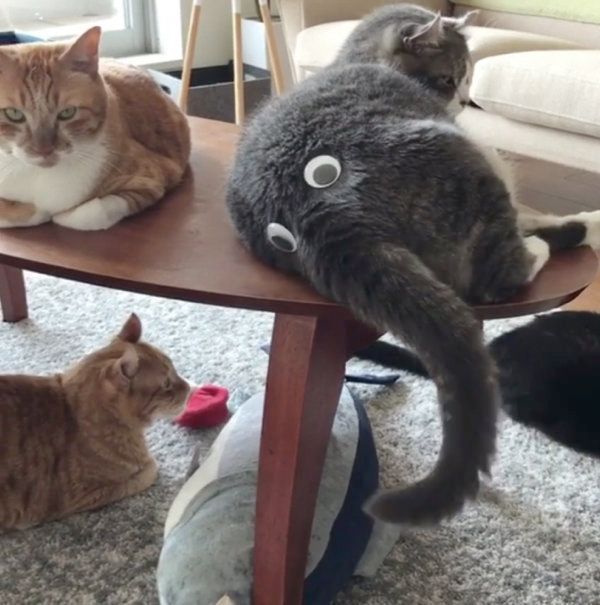 アメリカンカールの一球ちゃん