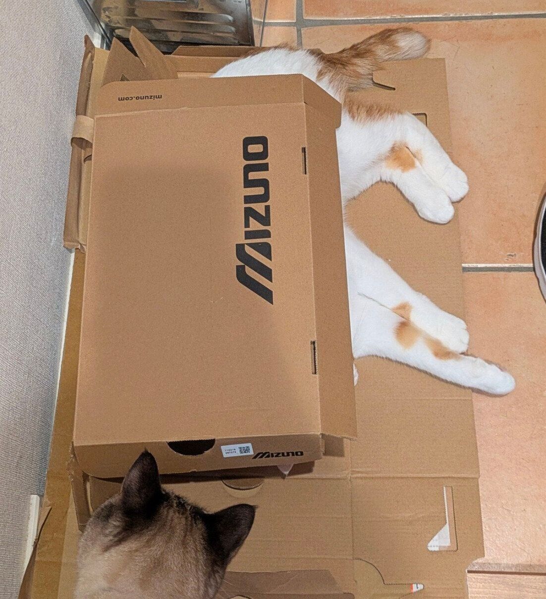 段ボール箱に入るプッカちゃんを見つめるガルボくん。