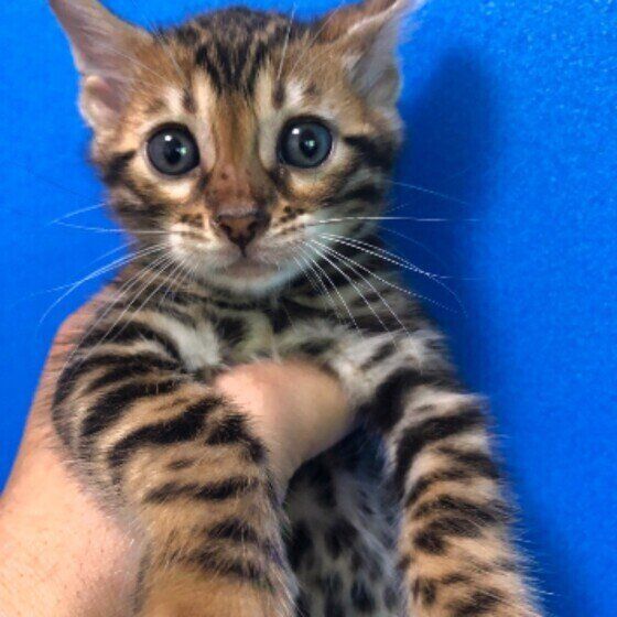 MOCOちゃん（ベンガル）