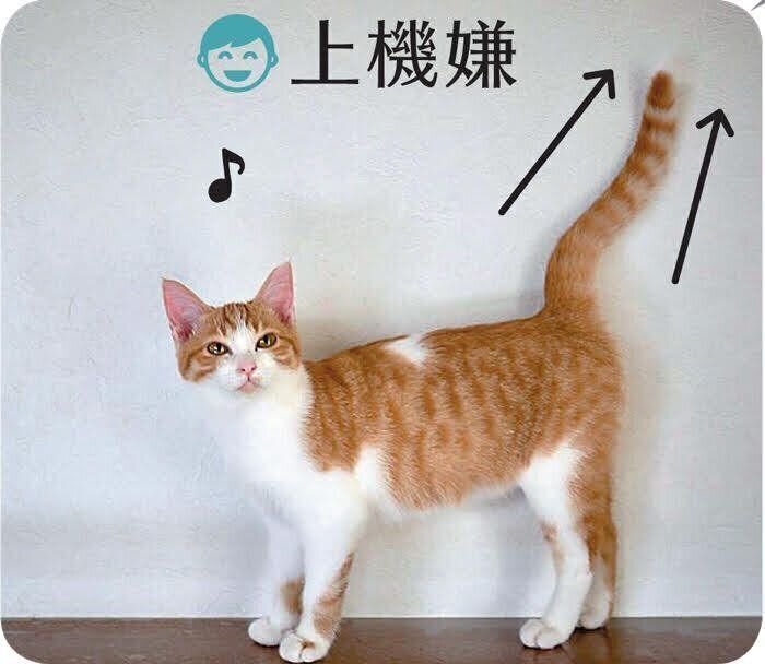 しっぽを上に伸ばす猫