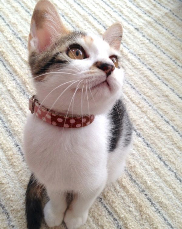 子猫時代のサクラちゃん