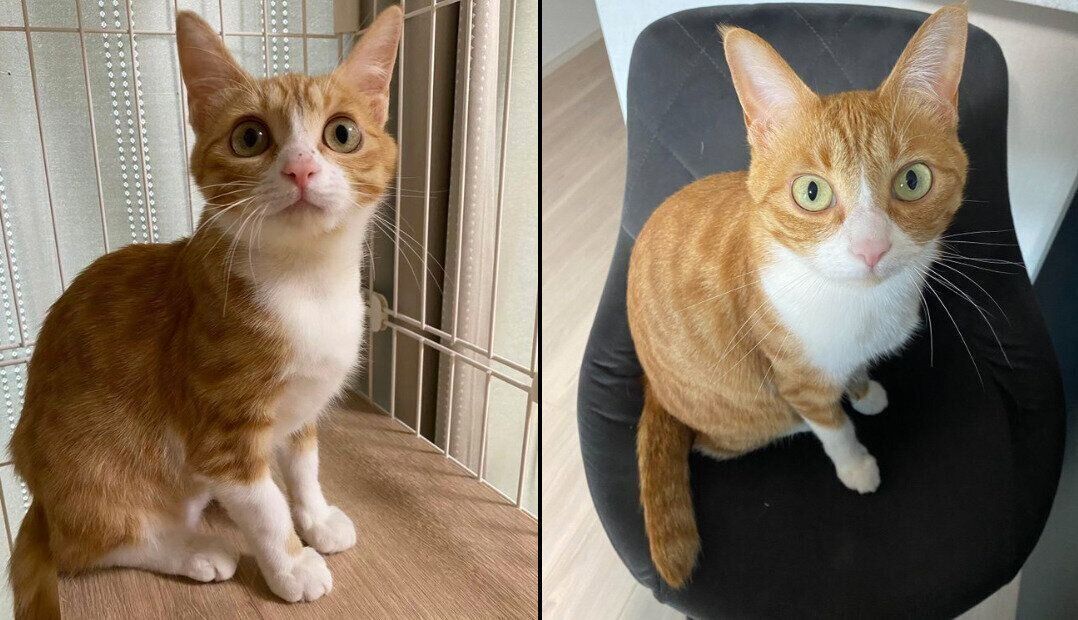 ラテちゃんの成長ビフォーアフター