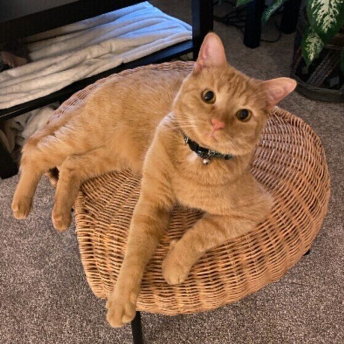 何トラか見分けられますか キジトラ サバトラ 茶トラ の違い ねこのきもちweb Magazine 何トラか見分けられますか キジトラ サバトラ 茶トラ の違い ねこのきもちweb Magazine