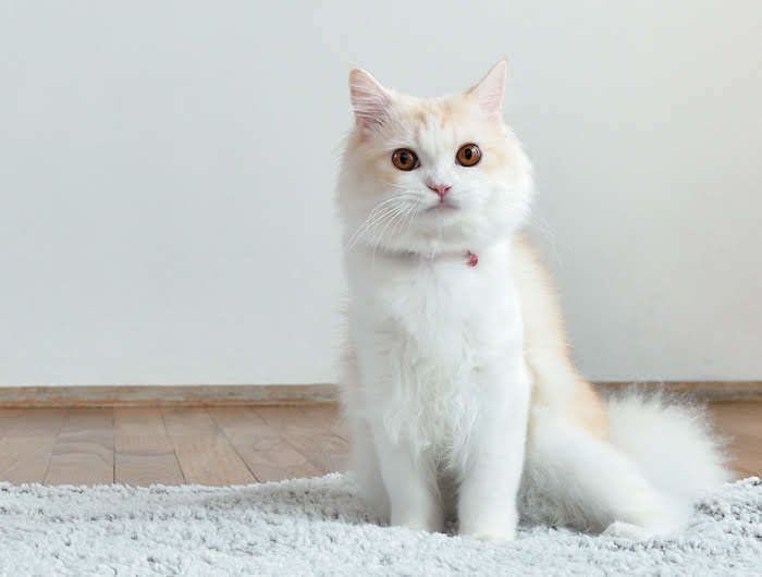 カーペットの上に座る猫