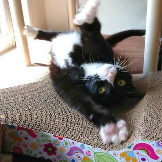 仰向けになる猫