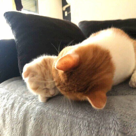 アログルーミングをするスコティッシュフォールド