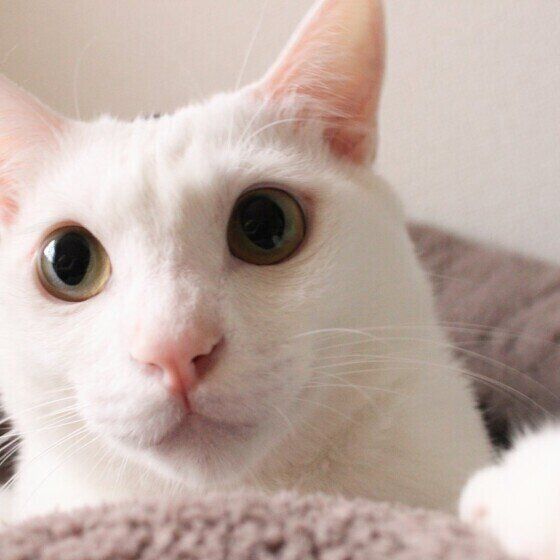 大きな目で見つめてくる猫