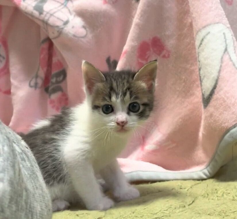 カメラ目線のゆずもちちゃん