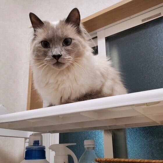 出待ち中のロシアンブルー