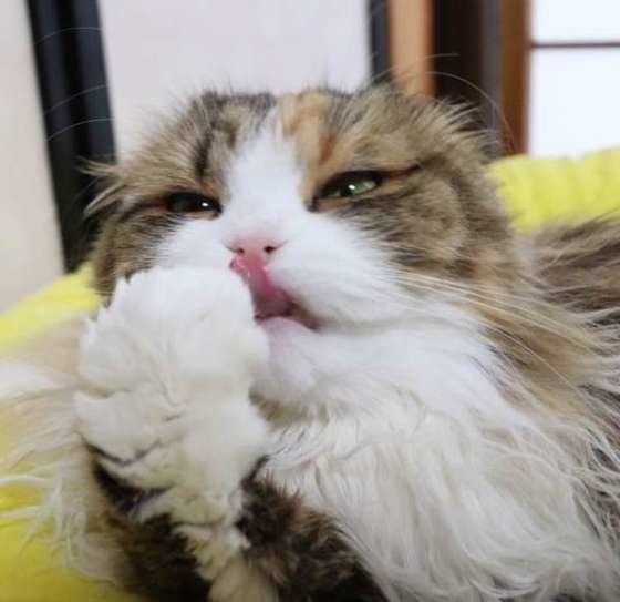 きれいにするにゃん