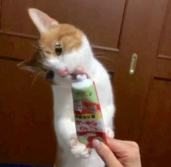 ちゅ〜るを食べる猫
