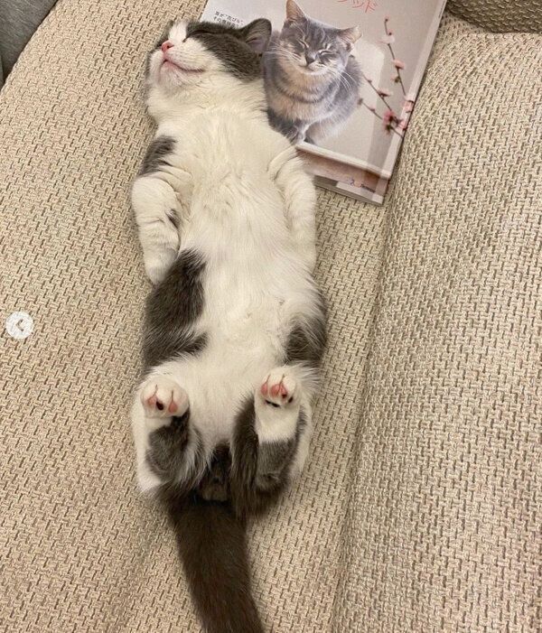 ヘソ天するココタくん