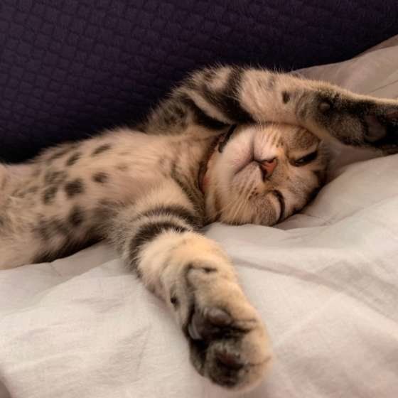 爆睡するアメリカンショートヘア