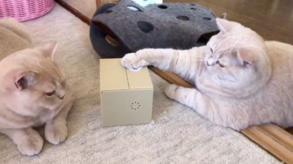 自動貯金箱で遊ぶブリティッシュショートヘア