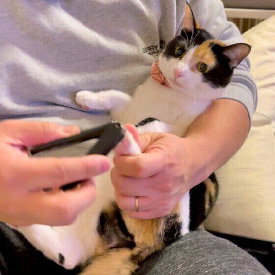 爪切りされるミケ